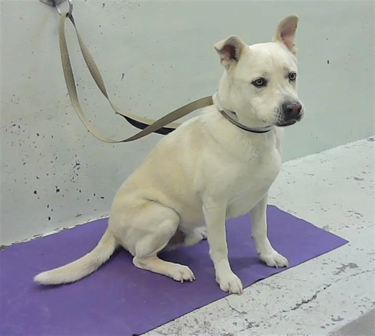 An adult large-sized male Labrador Retriever dog named Rex for adoption in Houston, TX
