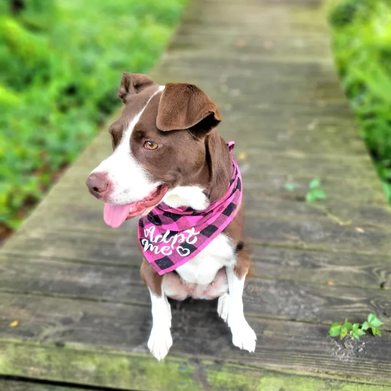 An adult medium-sized female Brown / Chocolate Mixed Breed dog named Smore for adoption in Port Charlotte, FL
