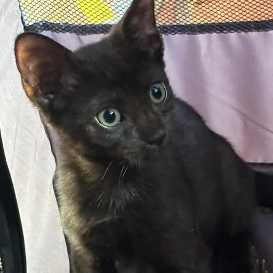 A baby small-sized male Black Domestic Short Hair cat named Cj for adoption in Jupiter, FL