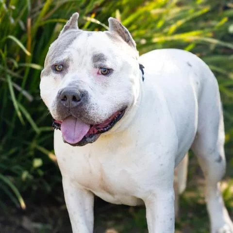 An adult large-sized male Pit Bull Terrier dog named Bronx for adoption in Camarillo, CA