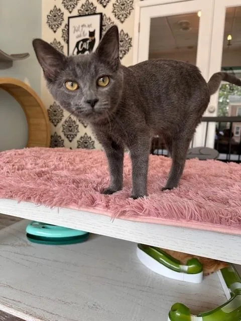 Mr. Grey thumbnail 3