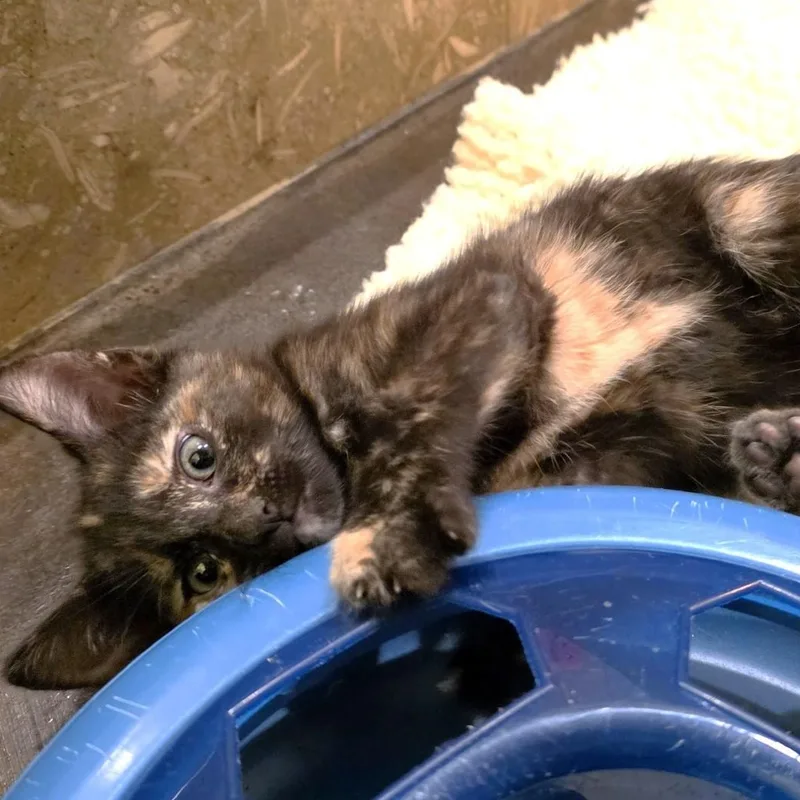 A baby small-sized female Tortoiseshell Domestic Short Hair cat named Penny Purcell for adoption in Morrison, CO