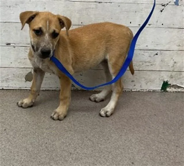 A baby small-sized female German Shepherd Dog dog named Zuri for adoption in San Bernardino, CA