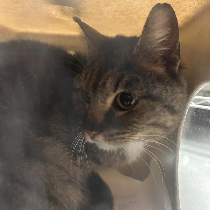 An adult medium-sized female Brown / Chocolate Domestic Short Hair cat named Sophie for adoption in Philadelphia, PA