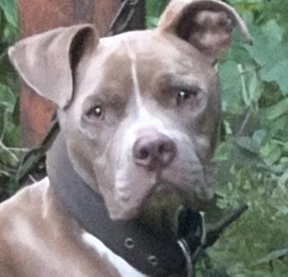 An adult medium-sized male Mixed Breed dog named Kimbo for adoption in Atlanta, GA
