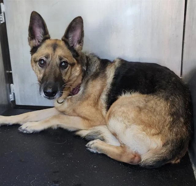 An adult medium-sized female German Shepherd Dog dog named Petunia for adoption in San Antonio, TX