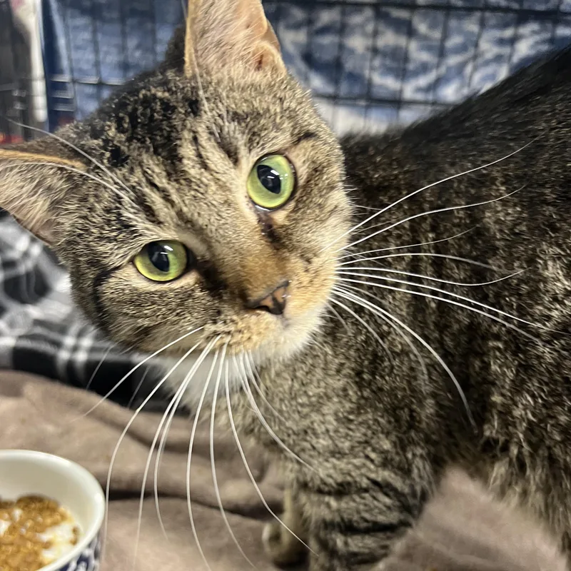 An adult medium-sized male Tabby cat named Brownie for adoption in Altoona, PA
