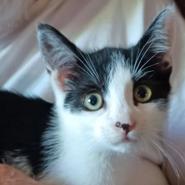 A baby small-sized male Black & White / Tuxedo Domestic Short Hair cat named Benjamin for adoption in San Jose, CA