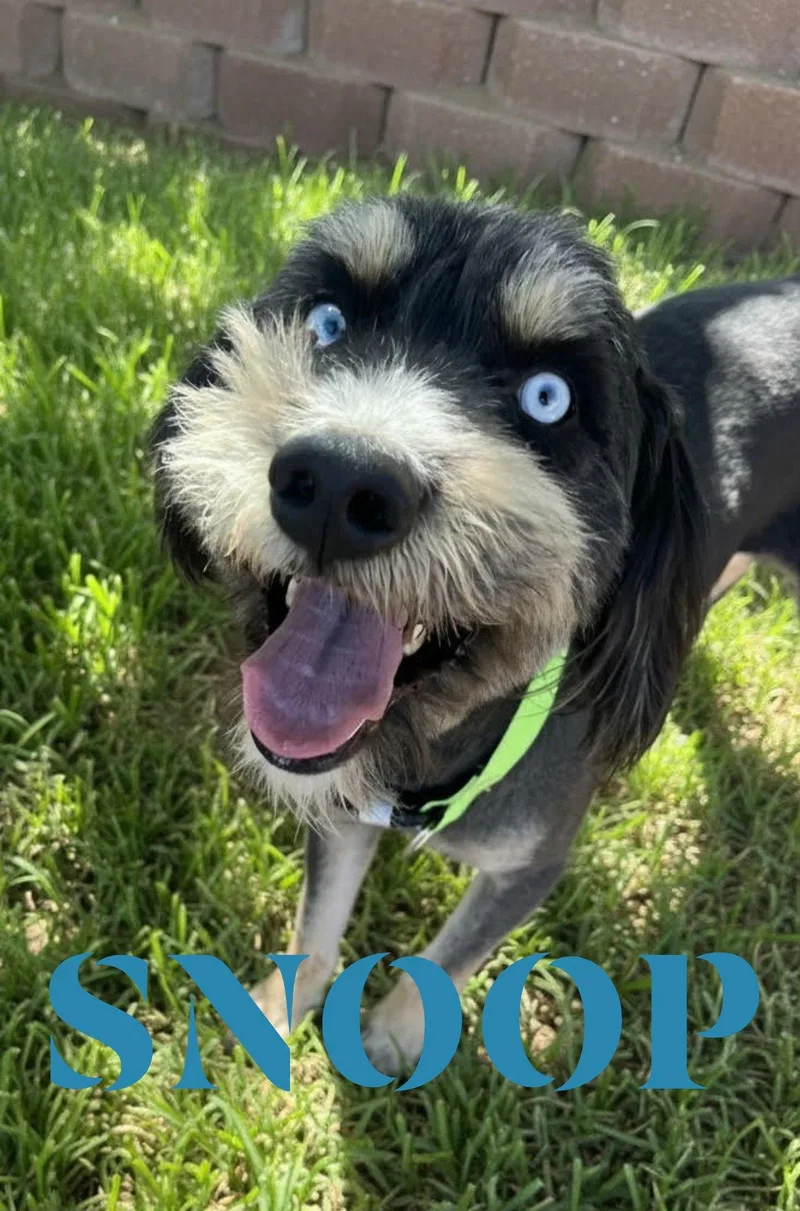 Snoop