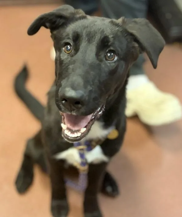 A young medium-sized male Labrador Retriever dog named Dalton for adoption in Oakland, CA