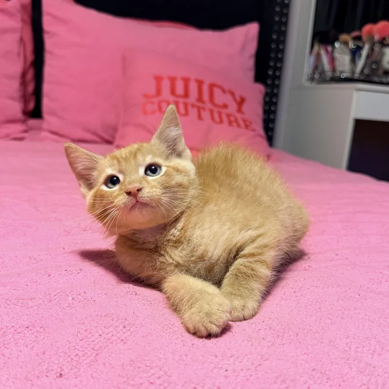 A baby medium-sized male Orange / Red Tabby cat named Chester for adoption in Miami, FL