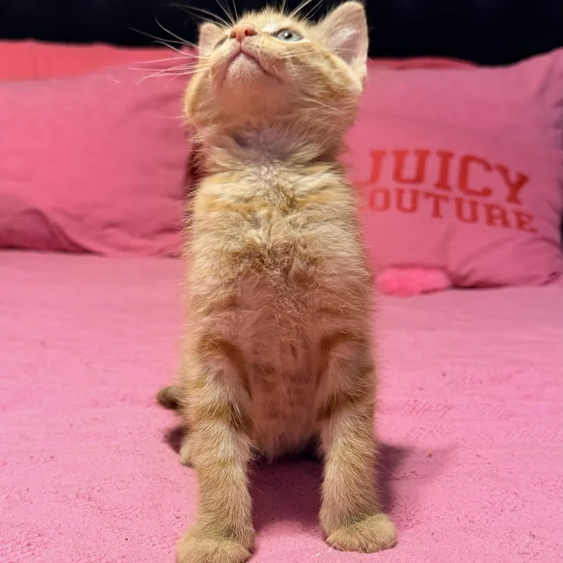 Chester thumbnail 3