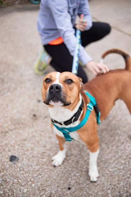An adult medium-sized female Mixed Breed dog named Carmel for adoption in Dallas, TX