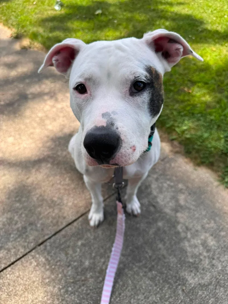 Koda
