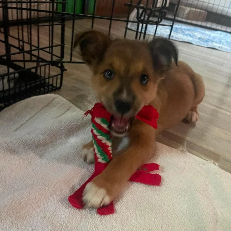 A baby medium-sized female Brown / Chocolate Mixed Breed dog named Mrs. Potato Head for adoption in Fredericksburg, VA