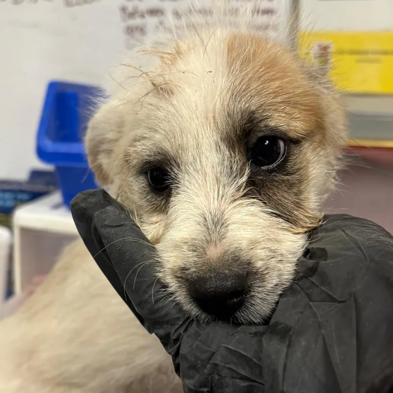 A baby small-sized female Terrier dog named Veronica for adoption in Yuma, AZ