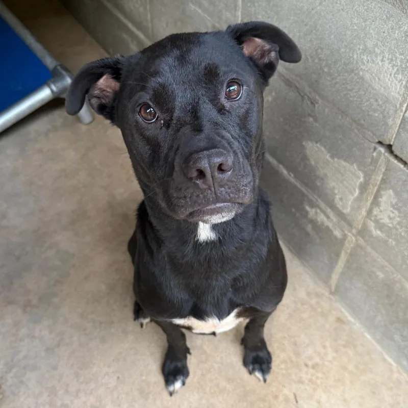 An adult medium-sized male Black Labrador Retriever dog named Jackson for adoption in Tuscaloosa, AL