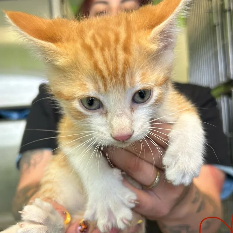 A baby small-sized male Orange / Red Domestic Short Hair cat named Porky Pig for adoption in Emporia, KS
