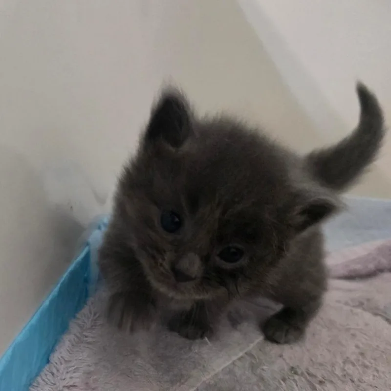 A baby small-sized female Gray / Blue / Silver Domestic Short Hair cat named Lightning McQueen for adoption in Layton, UT