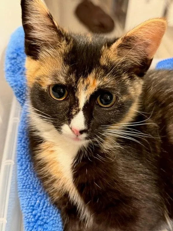 A baby small-sized female Domestic Short Hair cat named Sandy for adoption in Bonsall, CA
