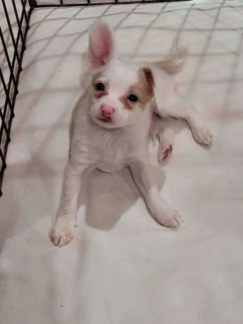 Stuart Little thumbnail 3