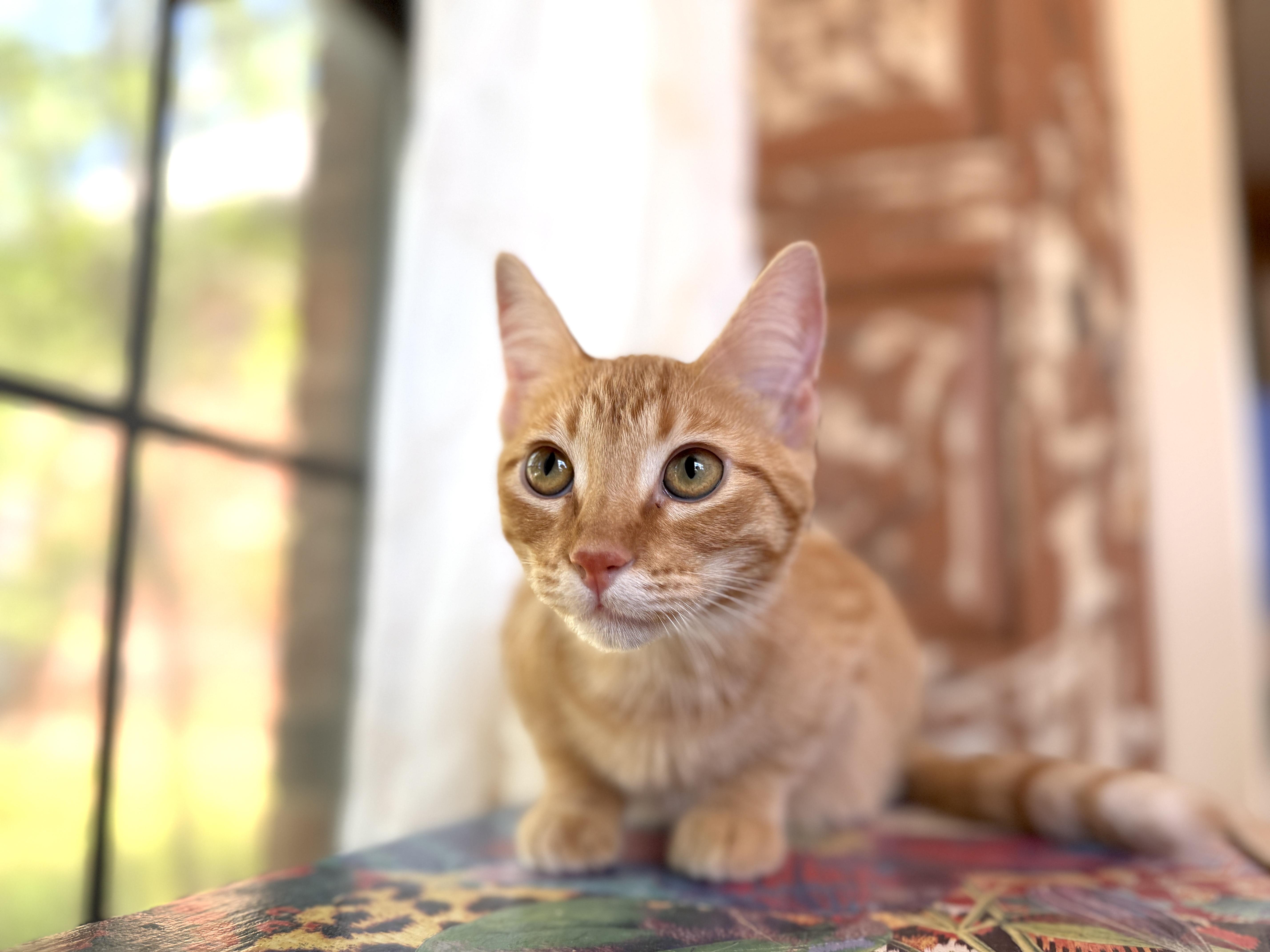 A baby medium-sized female Orange / Red Tabby cat named Mango for adoption in Keller, TX
