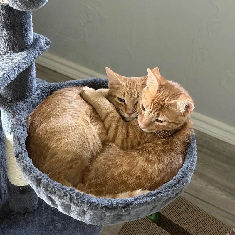 Mango thumbnail 3