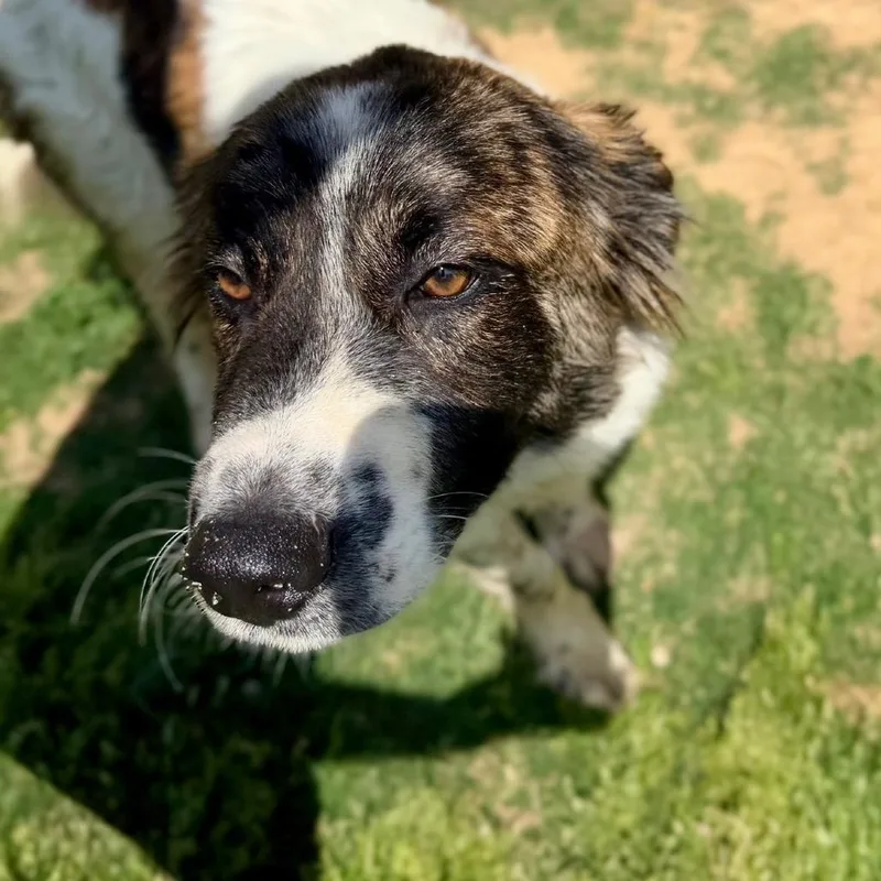 A young medium-sized male Black Great Pyrenees dog named Ct Ace for adoption in Stormville, NY