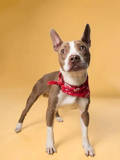 An adult medium-sized male Pit Bull Terrier dog named Tanner for adoption in Atlanta, GA