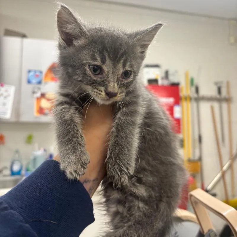 Tiny Tim