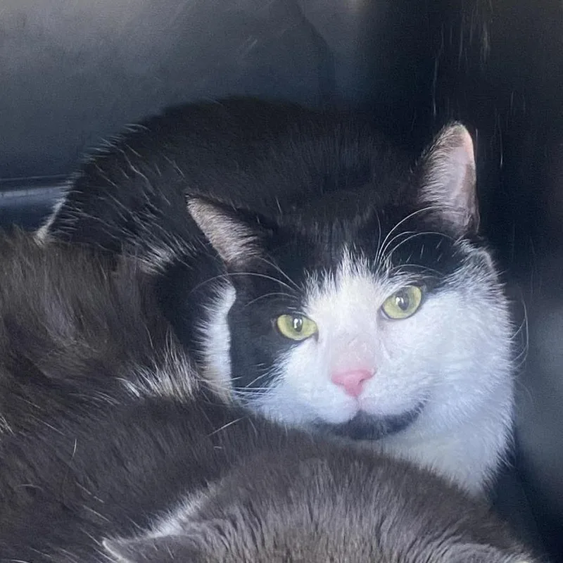 An adult small-sized male Black Domestic Short Hair cat named Buddy for adoption in Huntington, WV