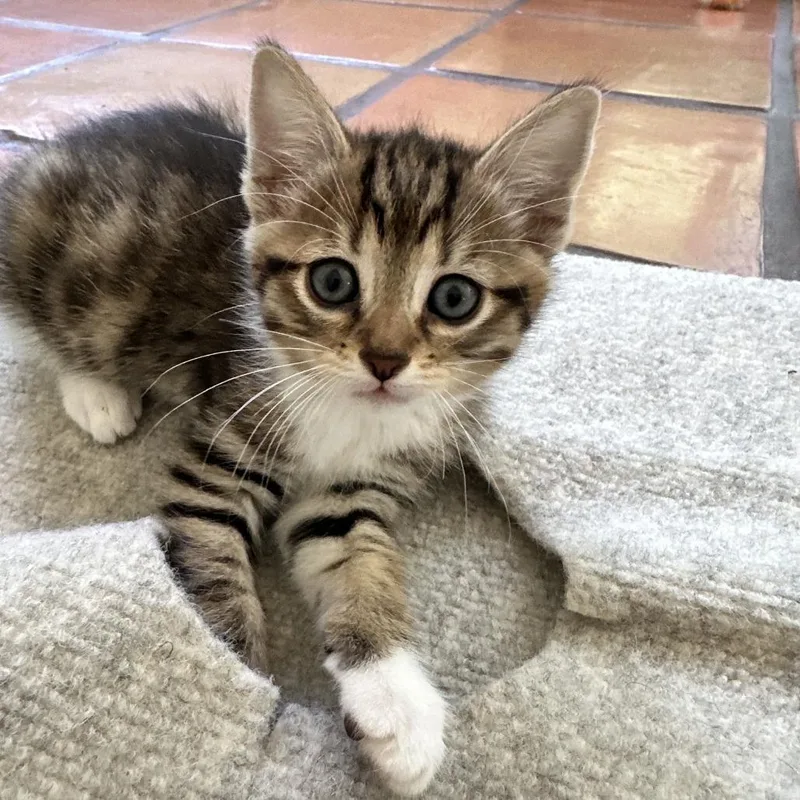 A baby small-sized male Brown / Chocolate Domestic Short Hair cat named Spud for adoption in Sunnyvale, CA
