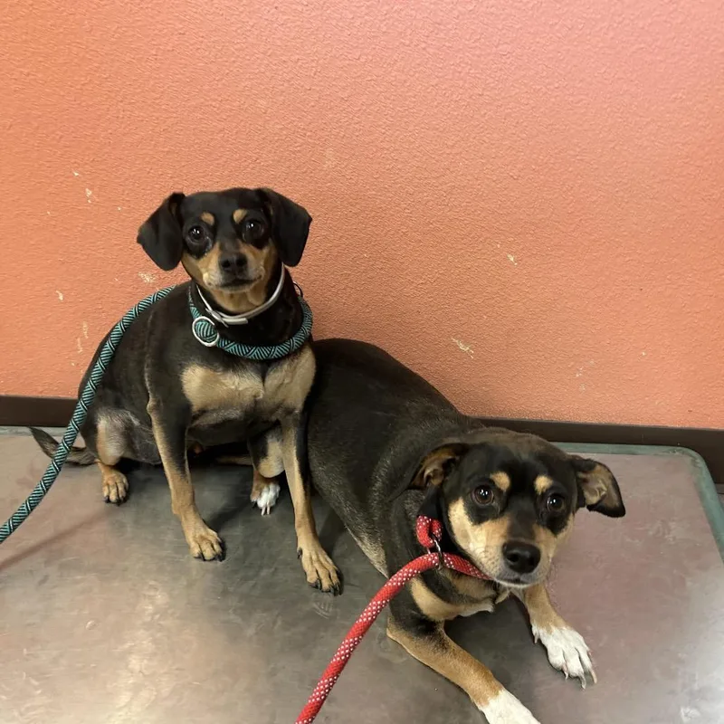 Cosmo W Wanda thumbnail 2