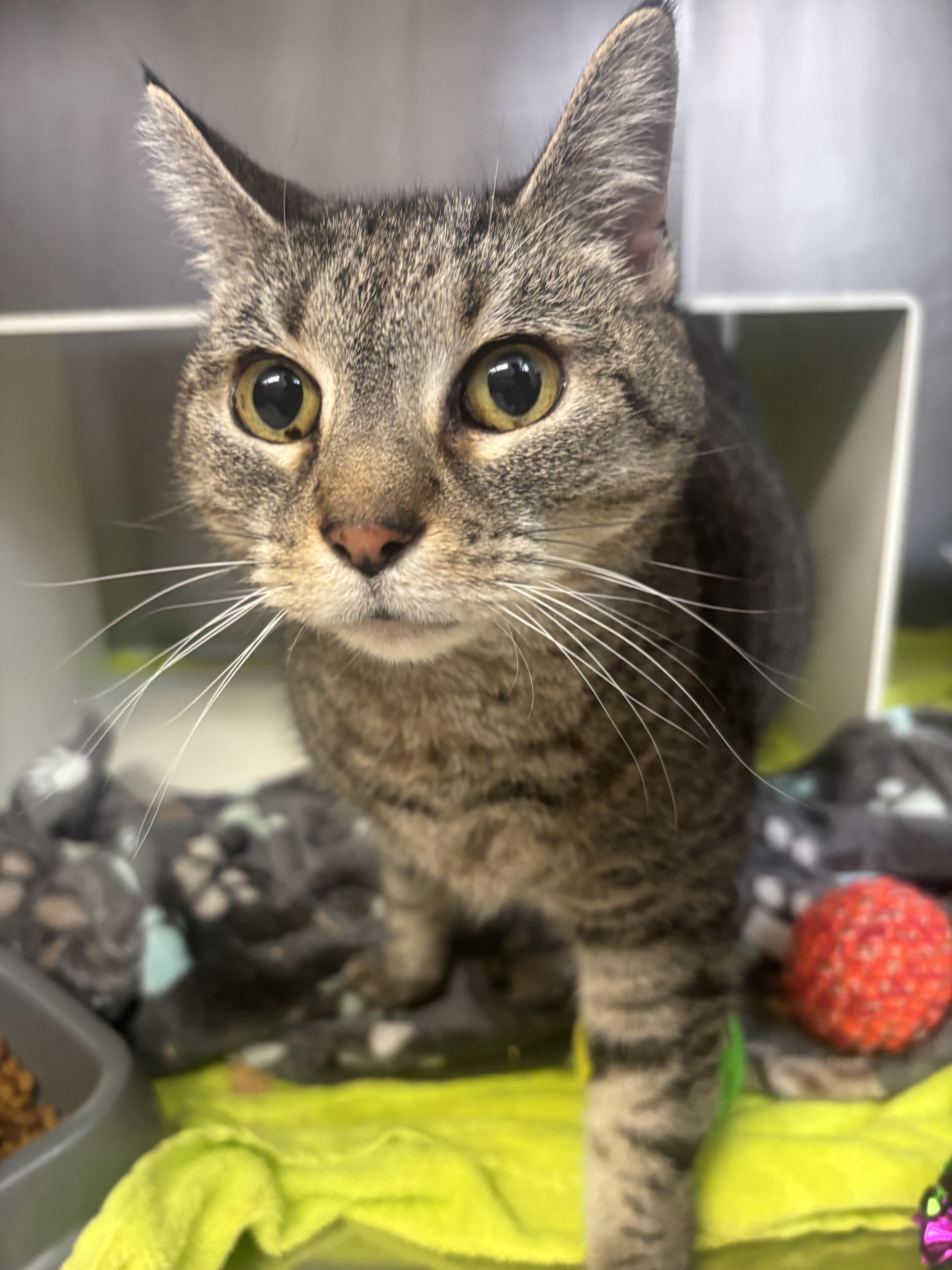 A senior medium-sized female Gray / Blue / Silver Domestic Short Hair cat named Marley for adoption in Cranston, RI