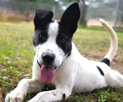 An adult medium-sized male Canaan Dog dog named Skipper for adoption in Morton Grove, IL
