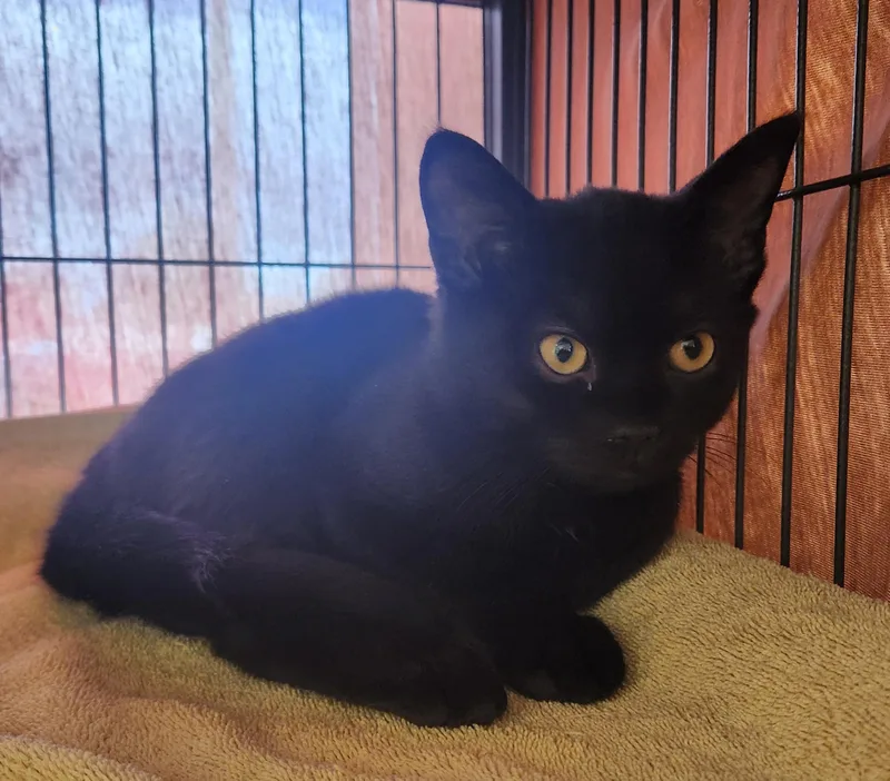 A baby medium-sized male Black Domestic Short Hair cat named Mako for adoption in Clayton, NJ