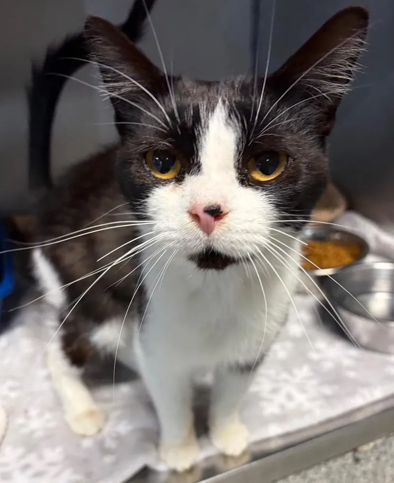 A baby medium-sized female Domestic Short Hair cat named Ester for adoption in Huntington, IN