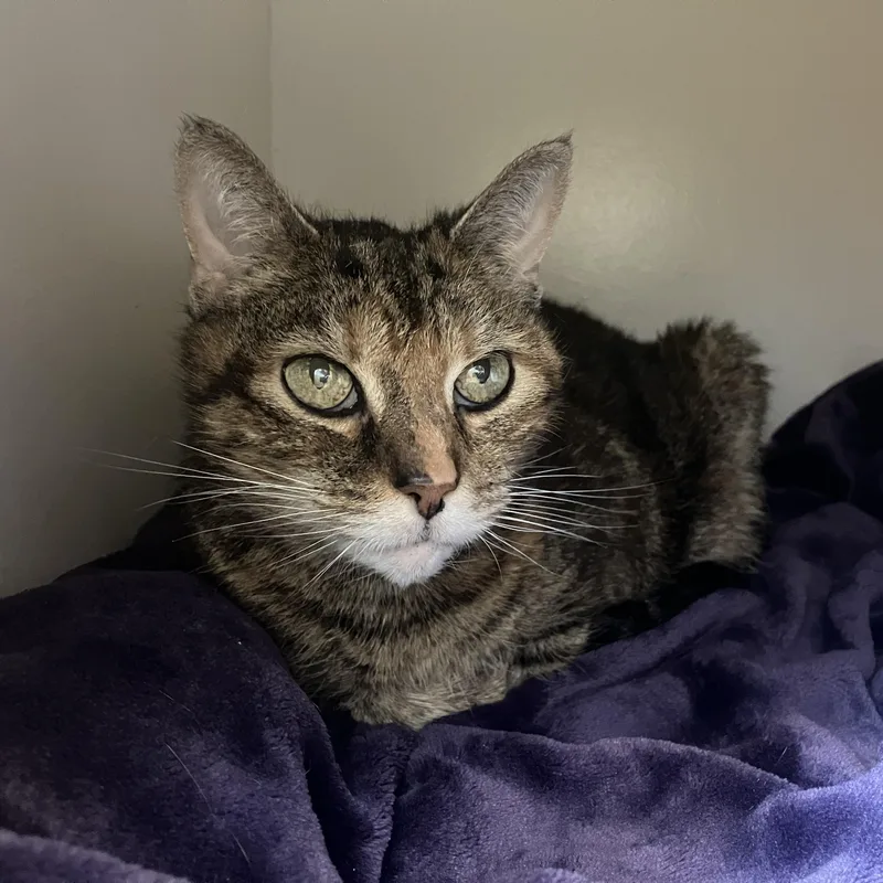 A senior medium-sized female Tortoiseshell Domestic Short Hair cat named Marjorie for adoption in Eatontown, NJ