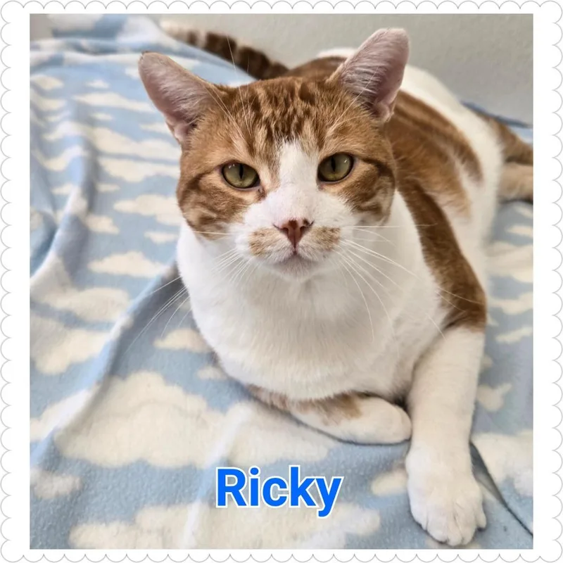Ricky thumbnail 4