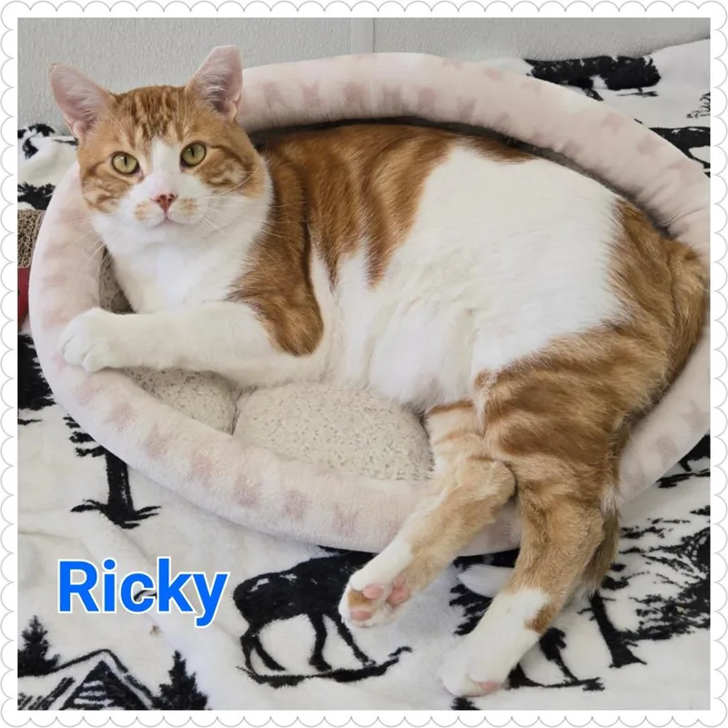 Ricky thumbnail 5