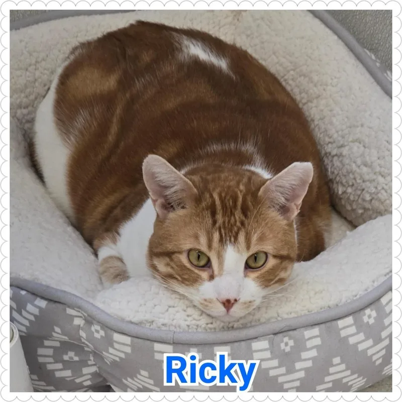 Ricky thumbnail 6