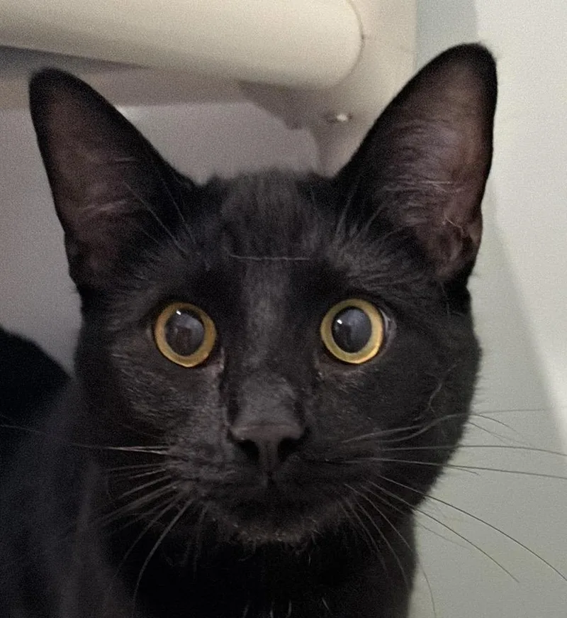 A young medium-sized male Black Domestic Short Hair cat named Buzz for adoption in Sault Sainte Marie, MI