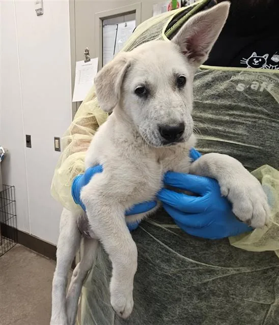 A baby small-sized female Pit Bull Terrier dog named A for adoption in Tucson, AZ