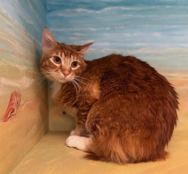 A young medium-sized male Domestic Medium Hair cat named Jupiter for adoption in Agoura, CA