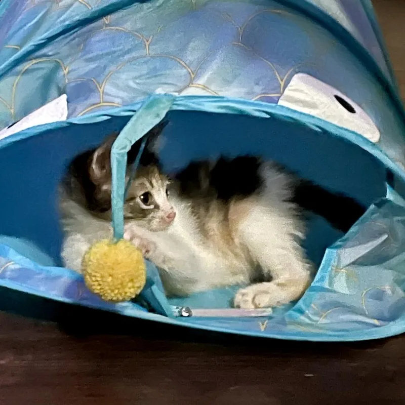 A baby small-sized female White Domestic Short Hair cat named Valhalla for adoption in Austin, TX
