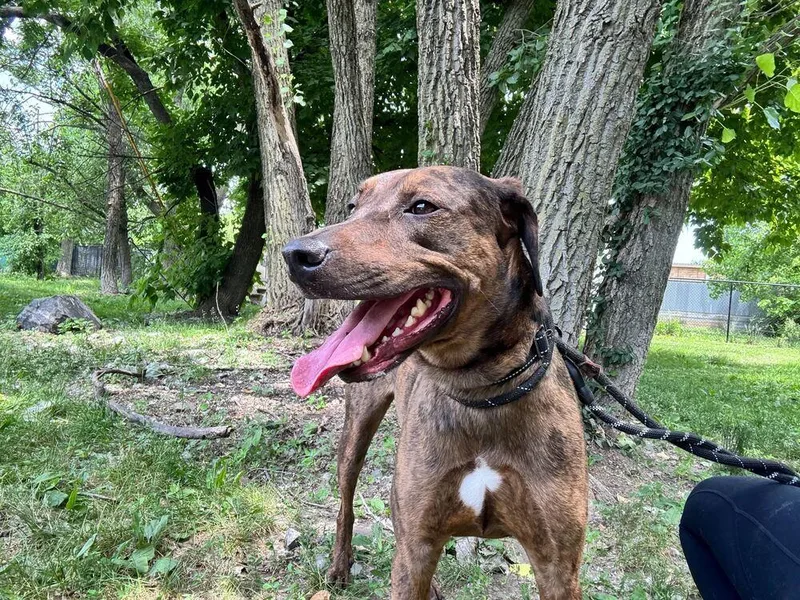 A young medium-sized male Catahoula Leopard Dog dog named Buzz for adoption in Elmsford, NY