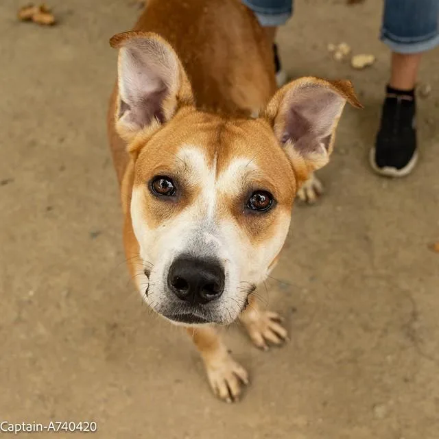 An adult large-sized male German Shepherd Dog dog named Captain for adoption in Sacramento, CA