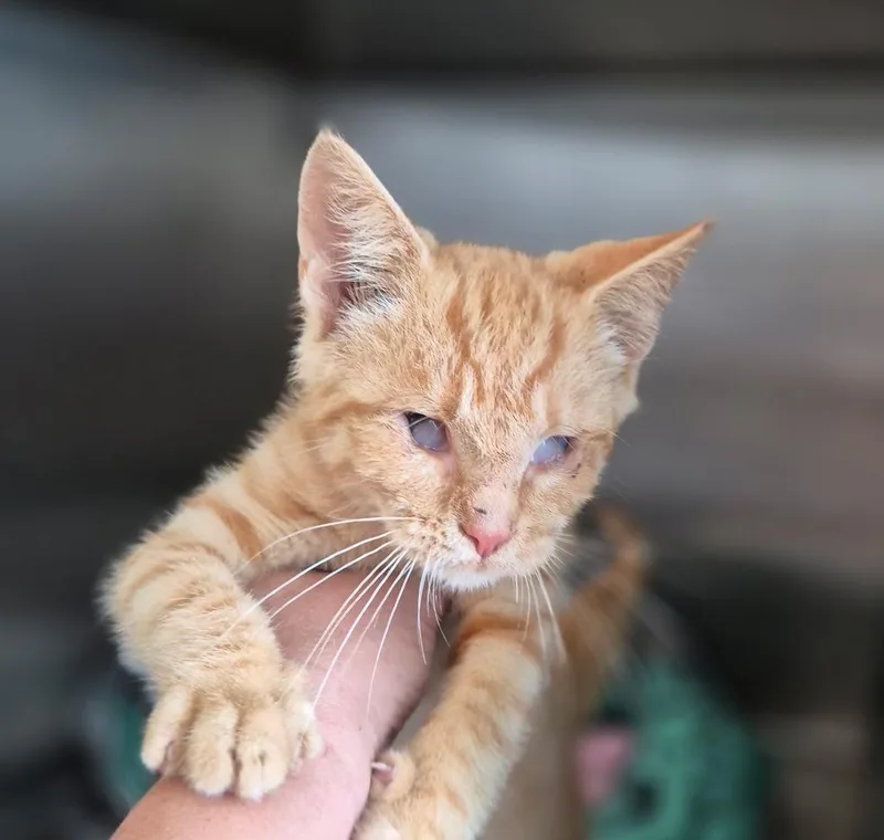A baby medium-sized male Domestic Short Hair cat named Echo for adoption in Portland, IN
