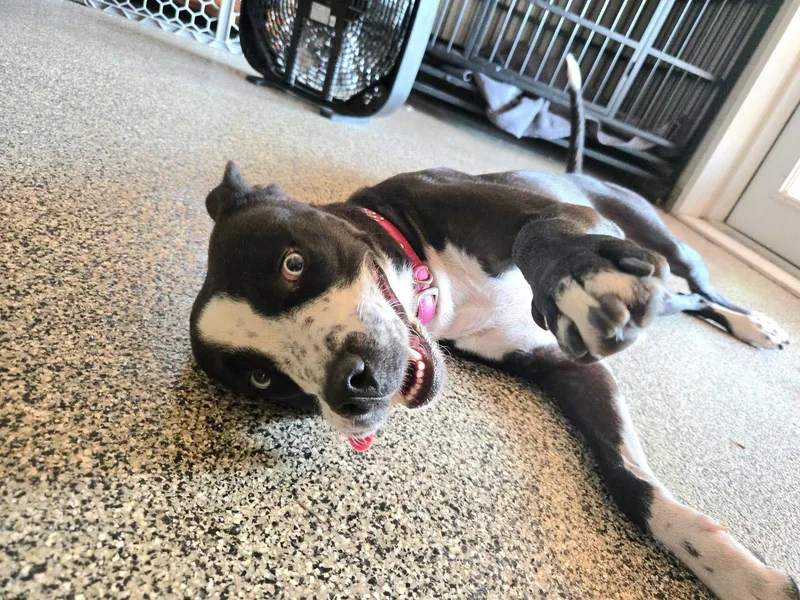 A young medium-sized female White / Cream Pit Bull Terrier dog named Elly for adoption in Manhattan, KS