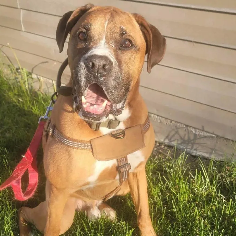 A senior medium-sized male Yellow / Tan / Blond / Fawn Boxer dog named Donald for adoption in Nampa, ID